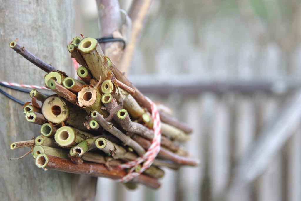 Gite pour abeilles solitaires