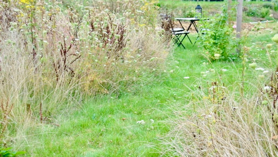 Coin de jardin oublié