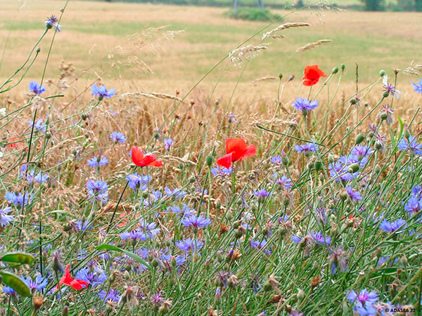 Fleurs des moissons