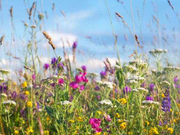 Prairie fleurie