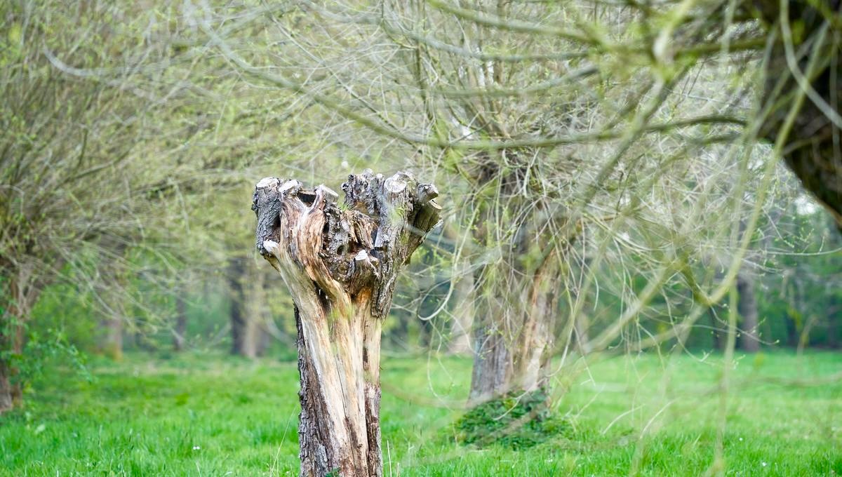 Arbre têtard