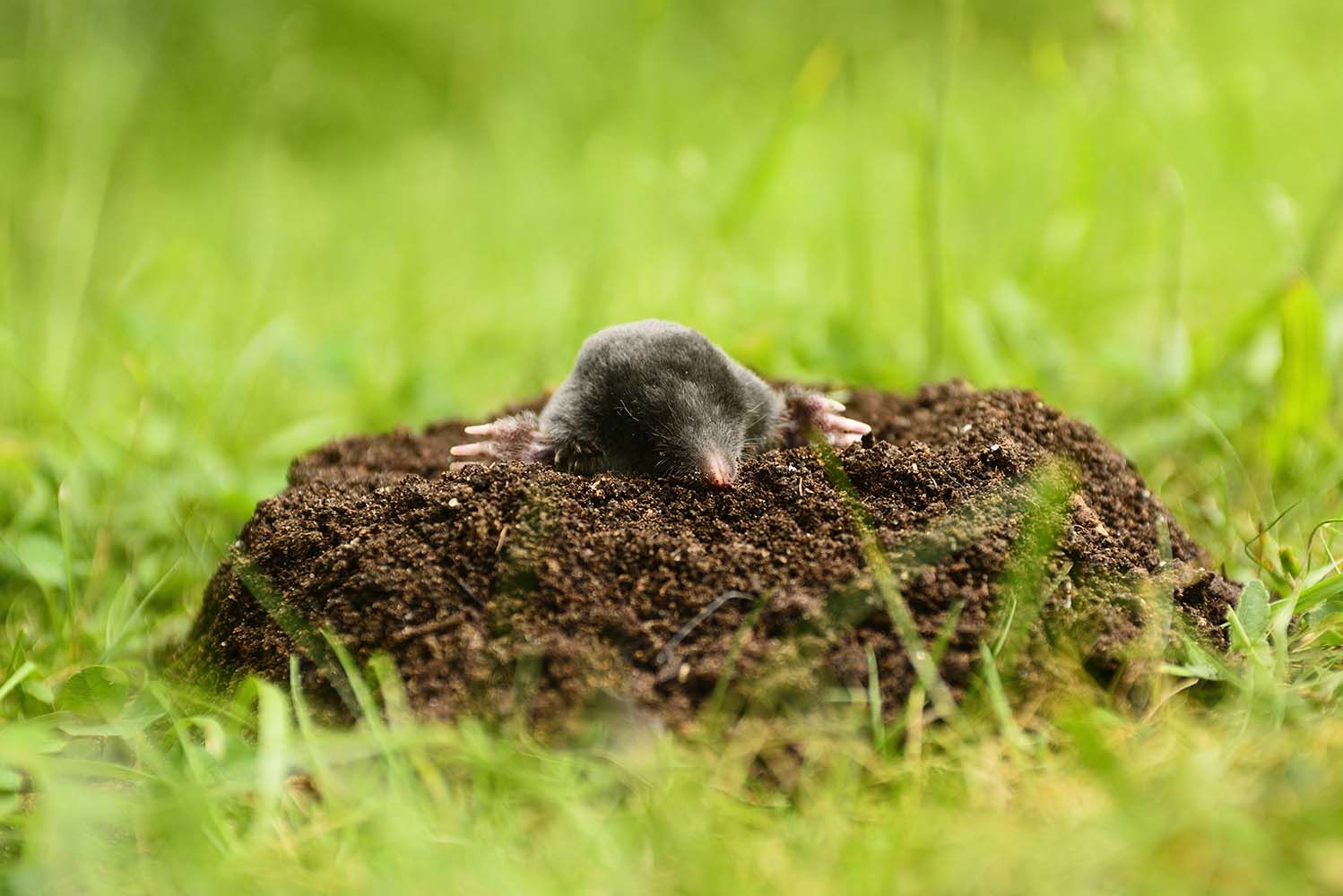 Place au jardin pour la taupe