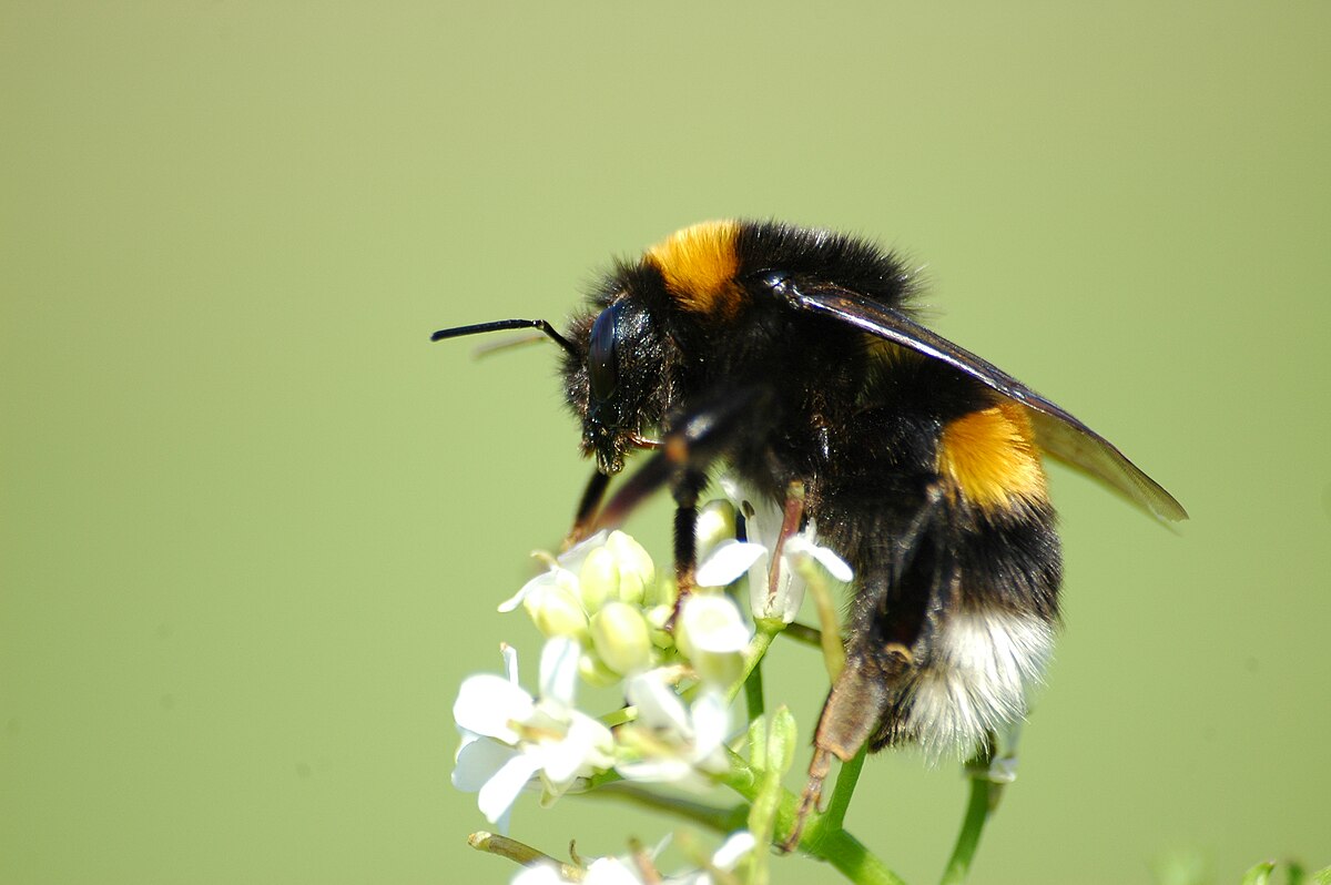 Bourdon terrestre