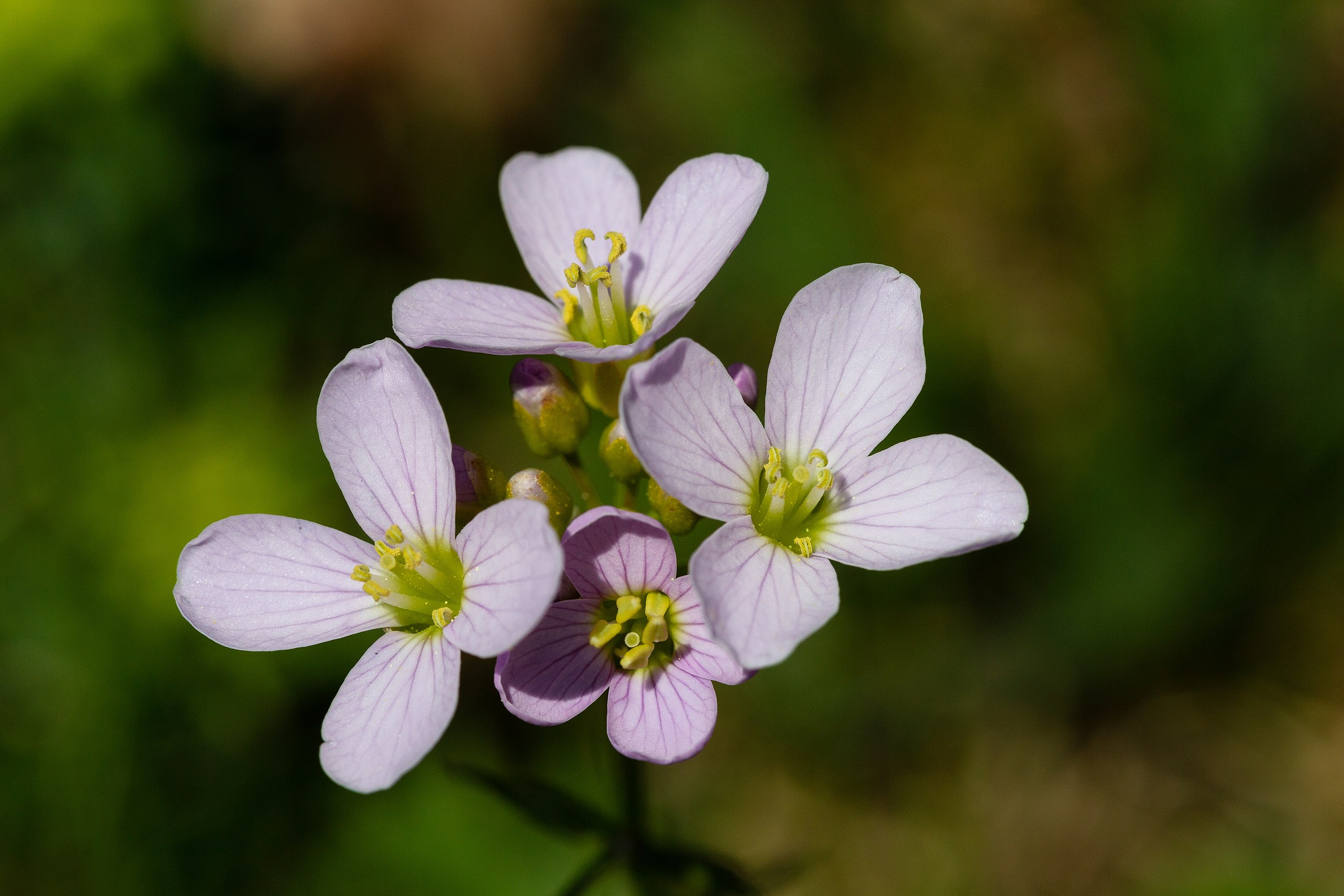 Cardamine des près