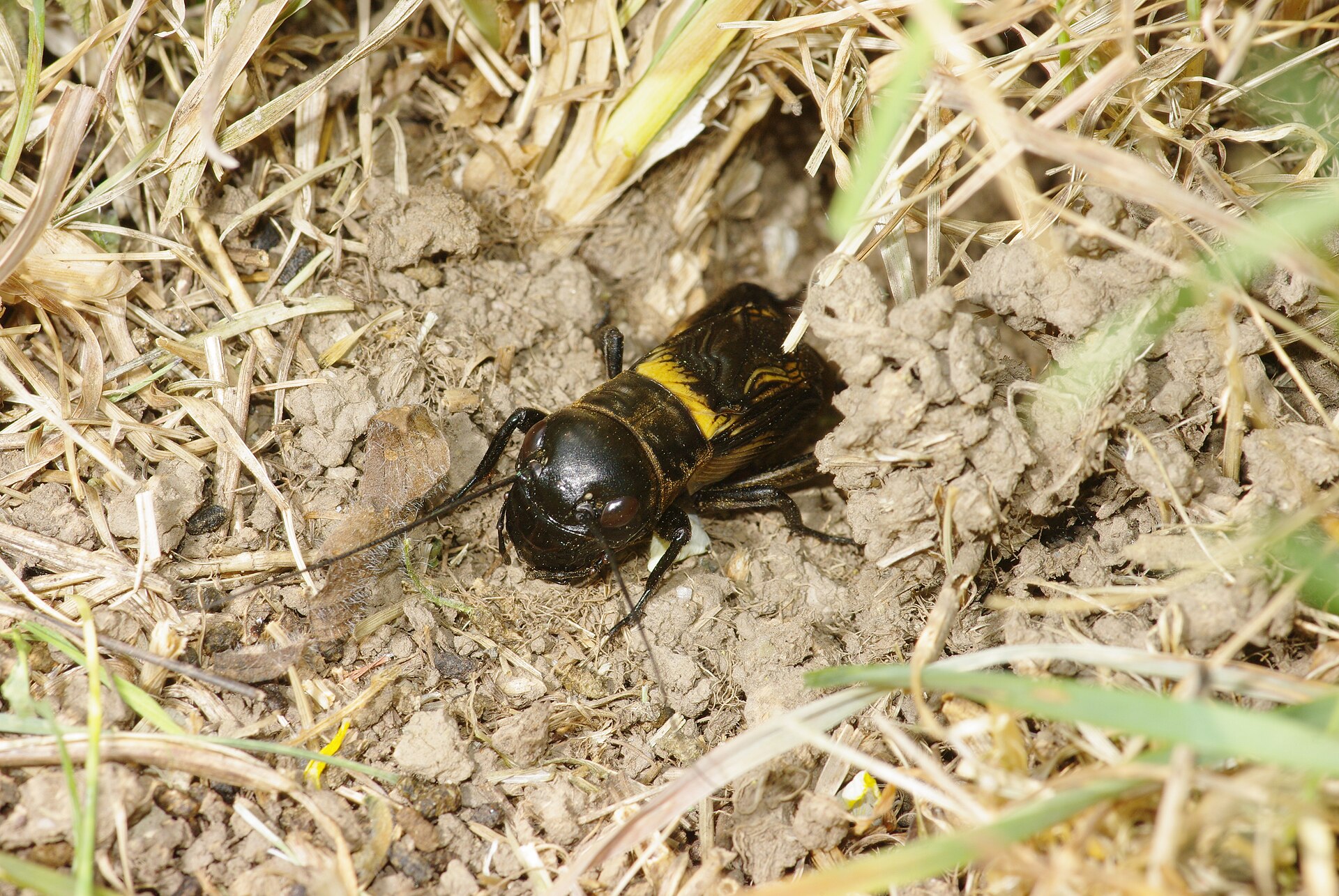 Grillon champêtre
