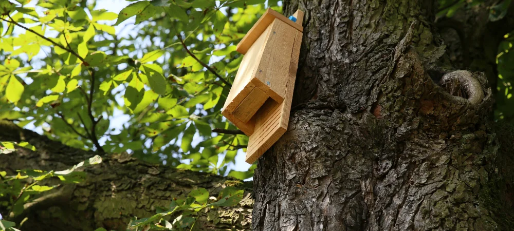 Gite d’étape à chauve-souris