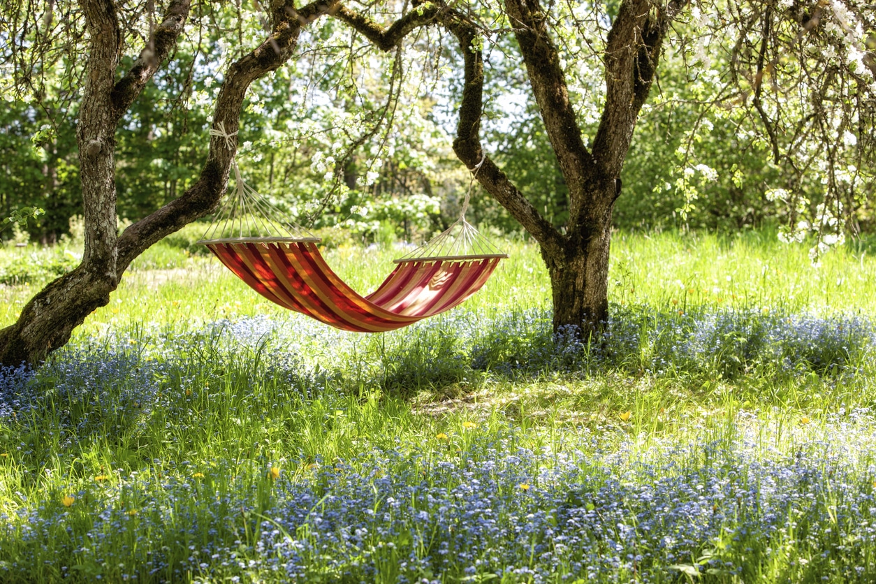 De l’herbe pour les criquets