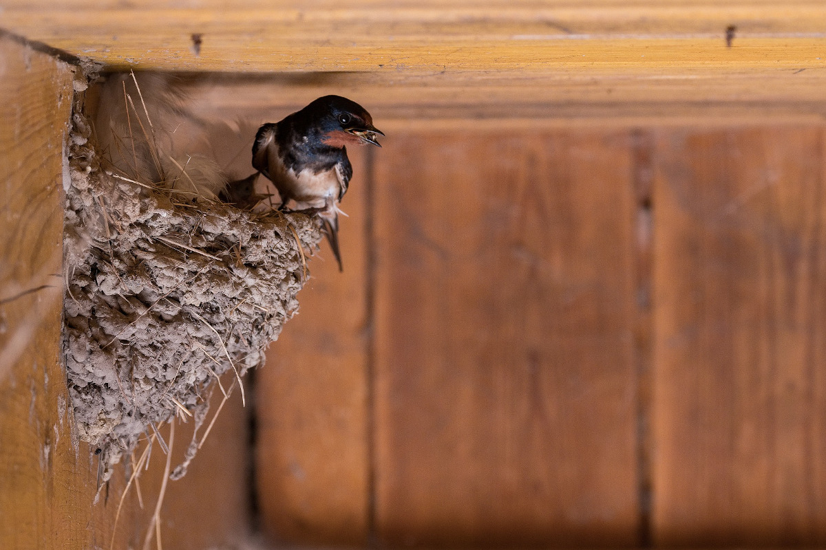 Nids pour hirondelle rustique