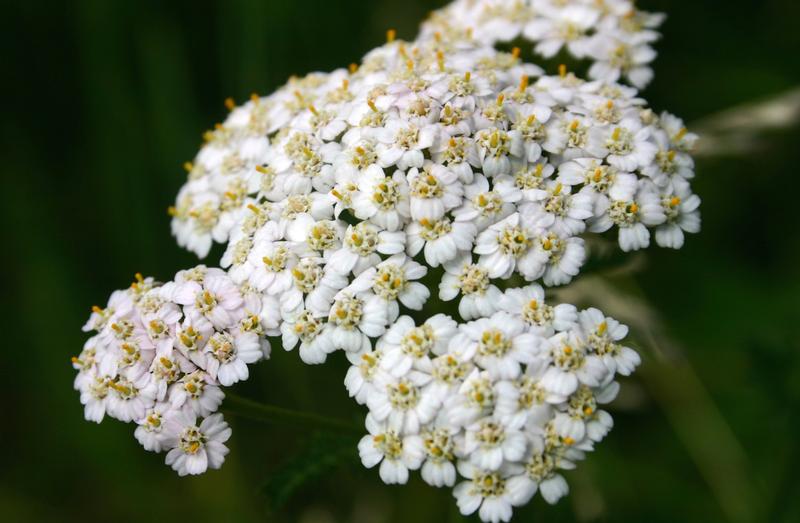 Achillée millefeuille
