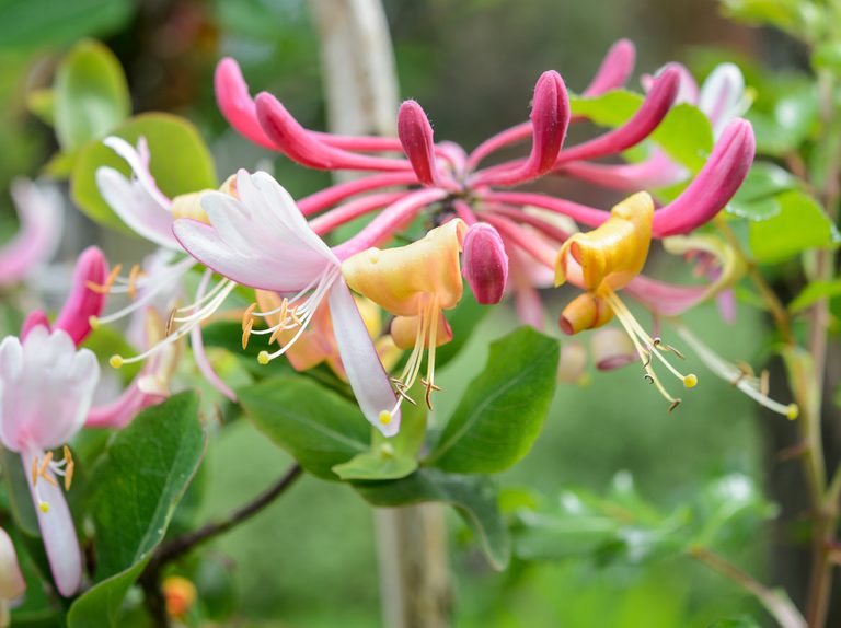 Chèvrefeuille des bois