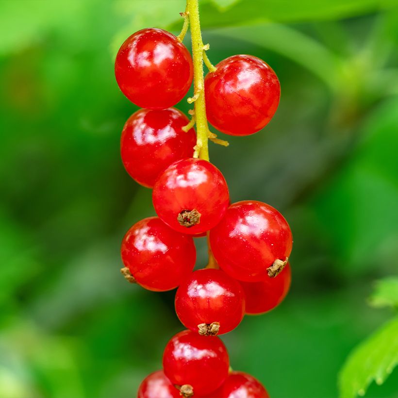 Groseiller rouge