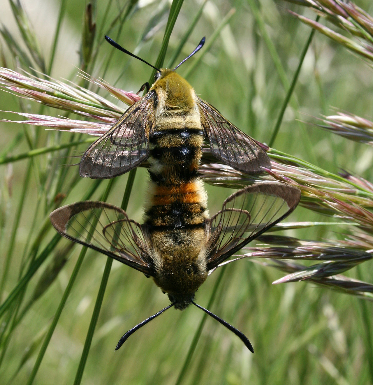 Sphinx bourdon