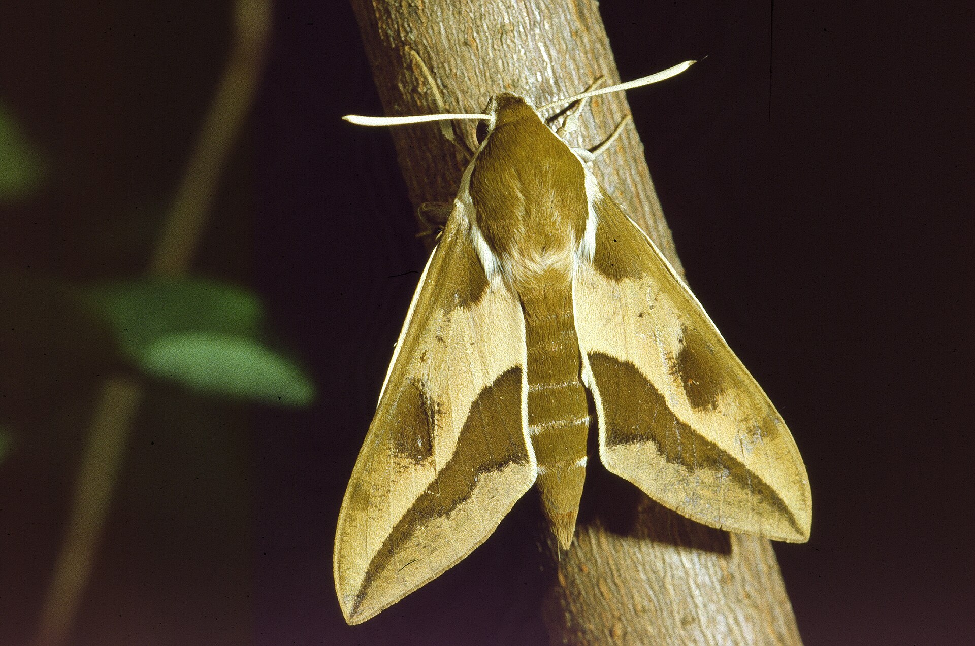 Sphinx de l’euphorbe