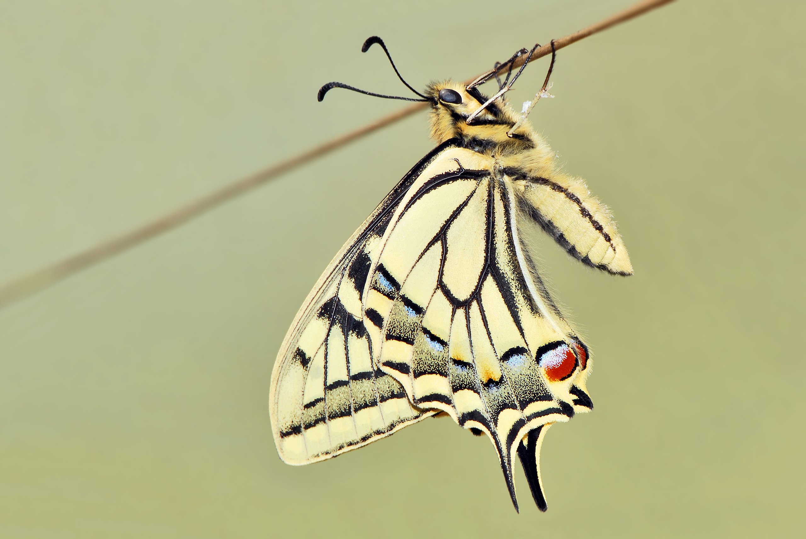 Machaon