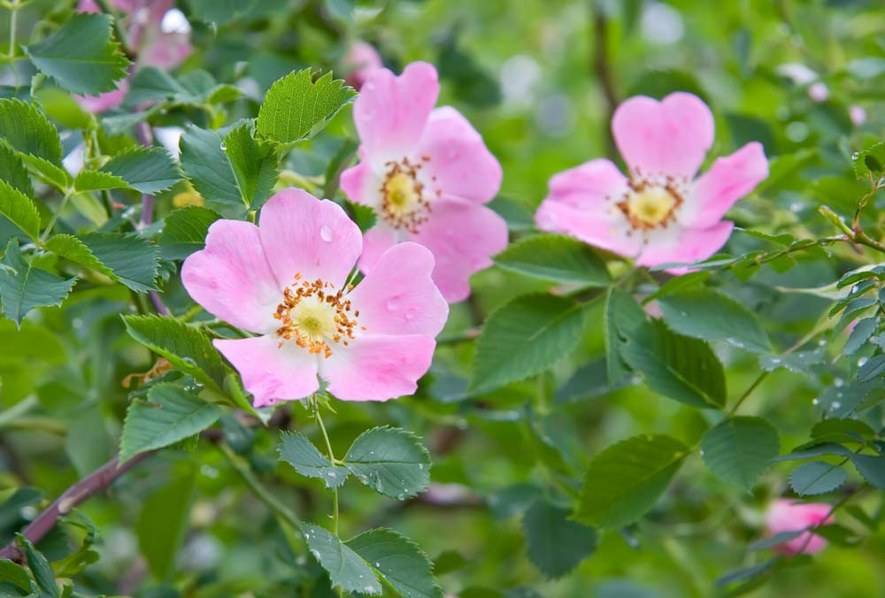 Églantier, rosiers des haies