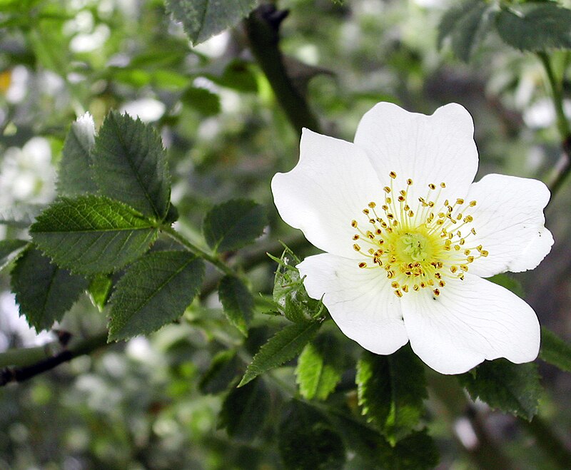 Rosiers des champs