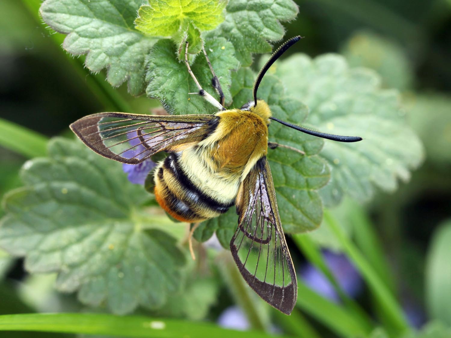 Sphinx bourdon