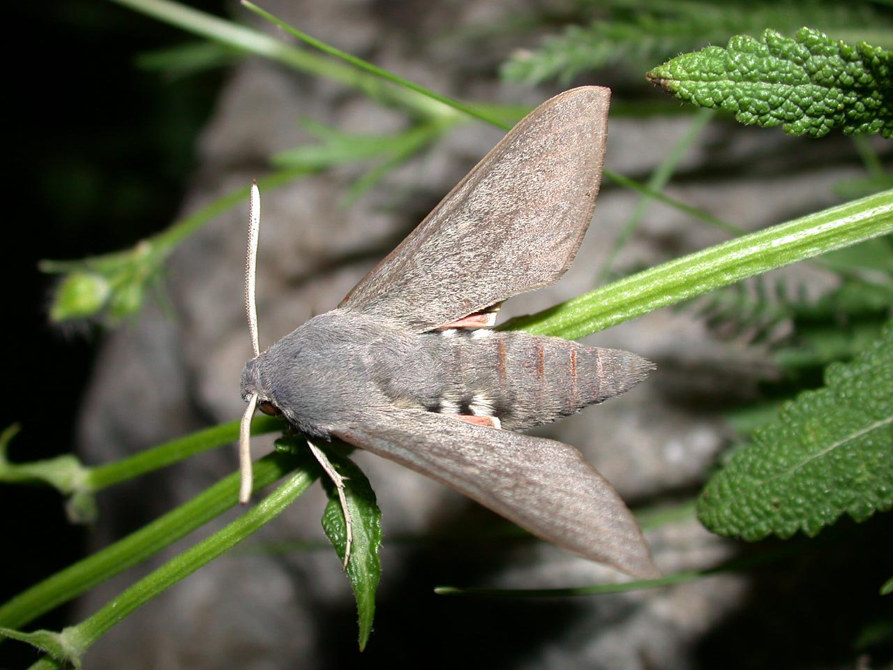 Sphinx chauve-souris