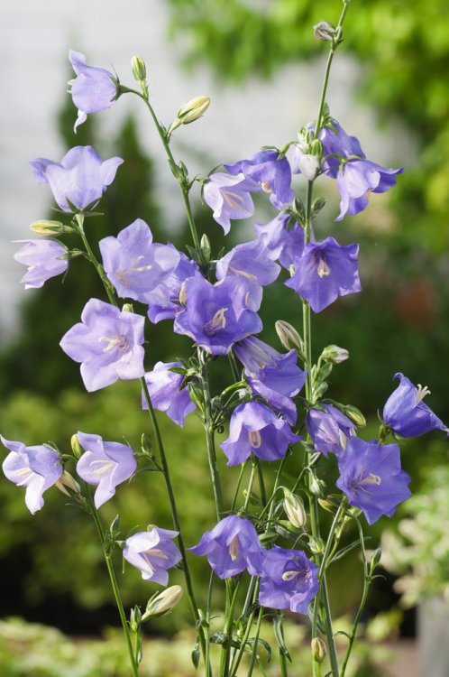 Campanule à feuilles de pêcher
