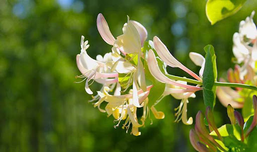 Chèvrefeuille des jardins