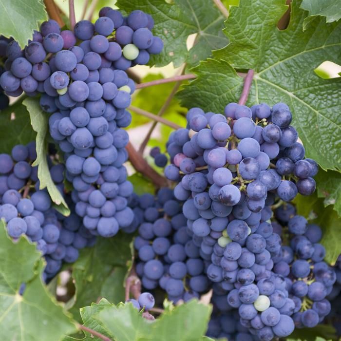 Vigne vraie