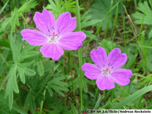 Géranium sanguin