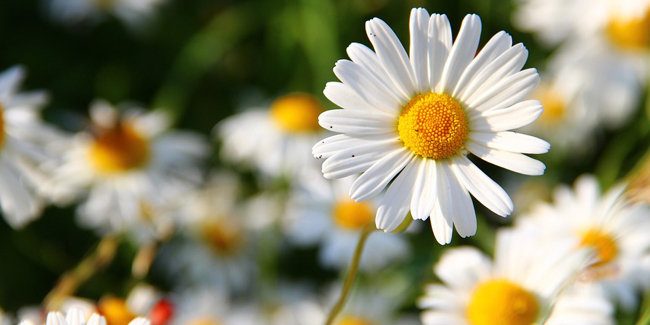 Marguerite