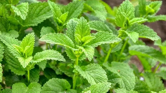 Mélisse officinale